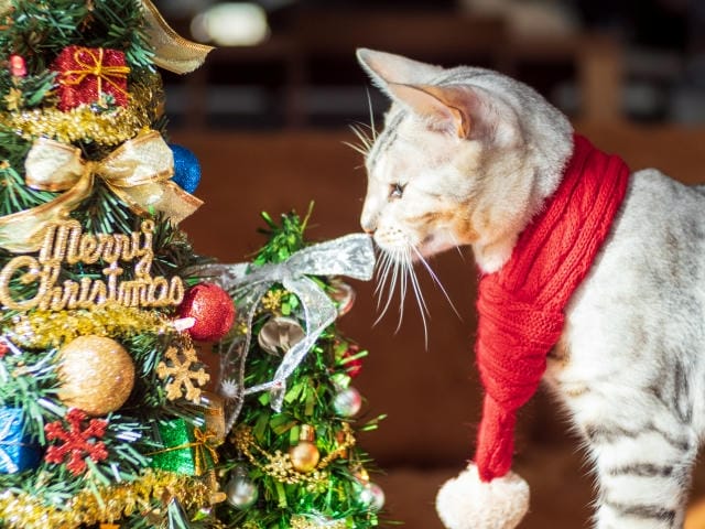 クリスマスツリーを猫が食べる危険性は？誤飲を防ぐ物理的な対策